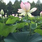 Die Lotusblüte in Schleswig-Holstein