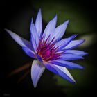 Die Lotusblume