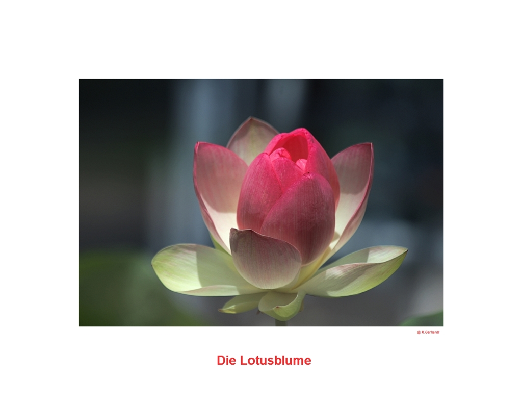 Die Lotusblume