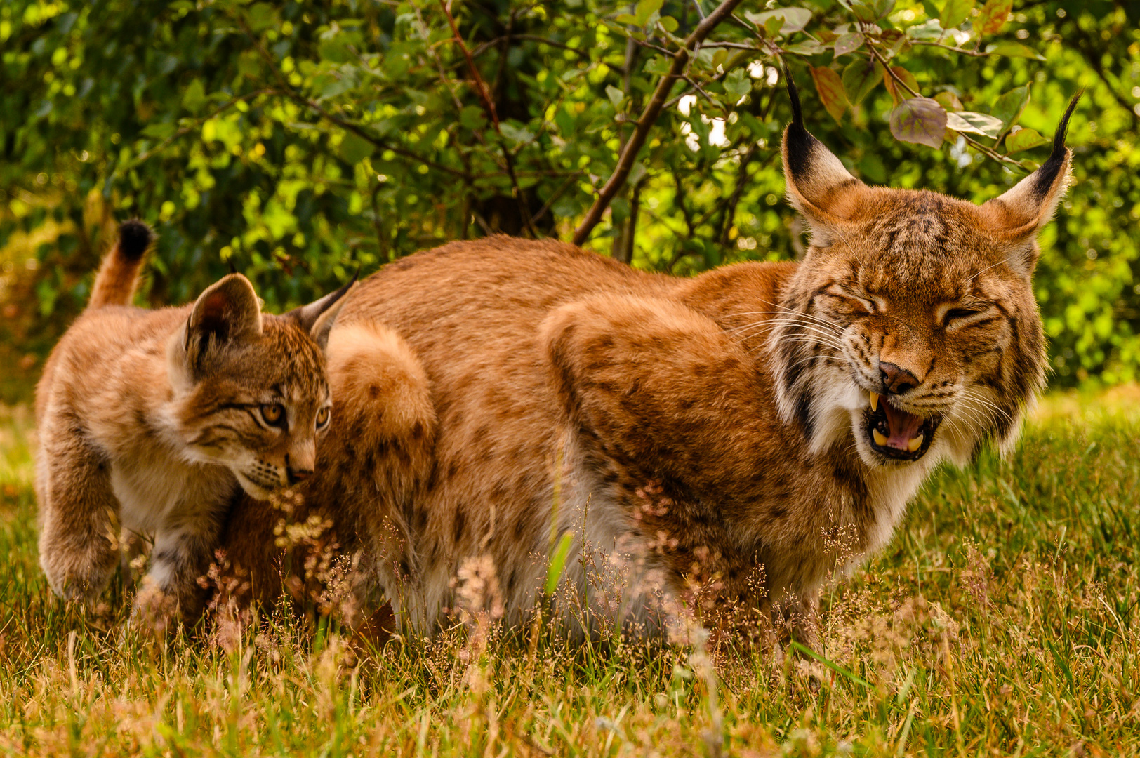 Die Luchsfamilie