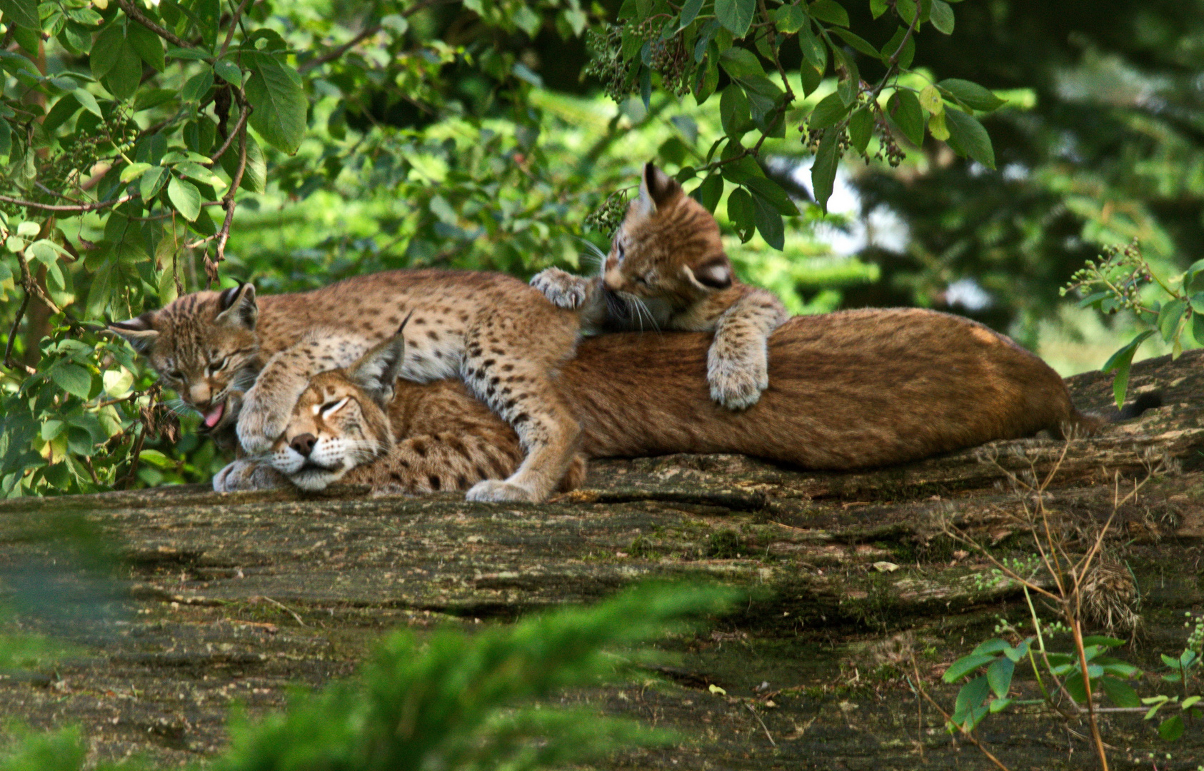 Die Luchsfamilie....