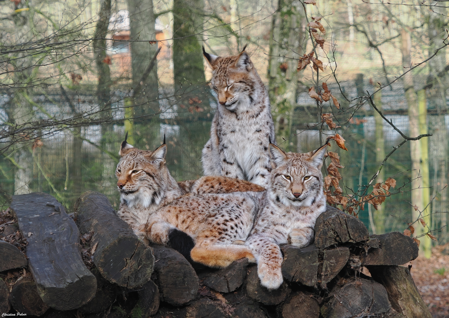 Die Luchsfamilie 