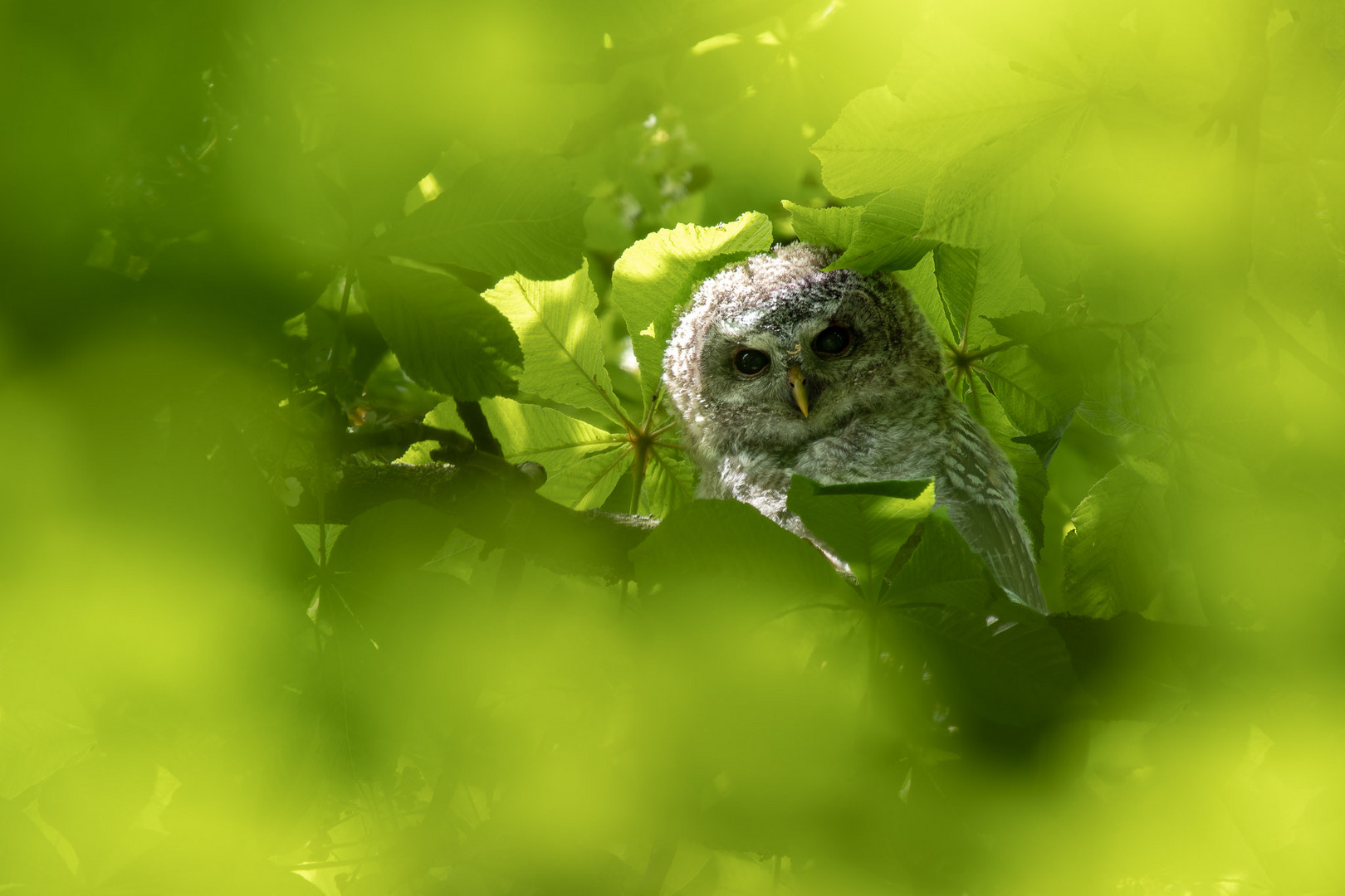 Die Lücke... Foto & Bild tiere, wildlife, wild lebende vögel Bilder