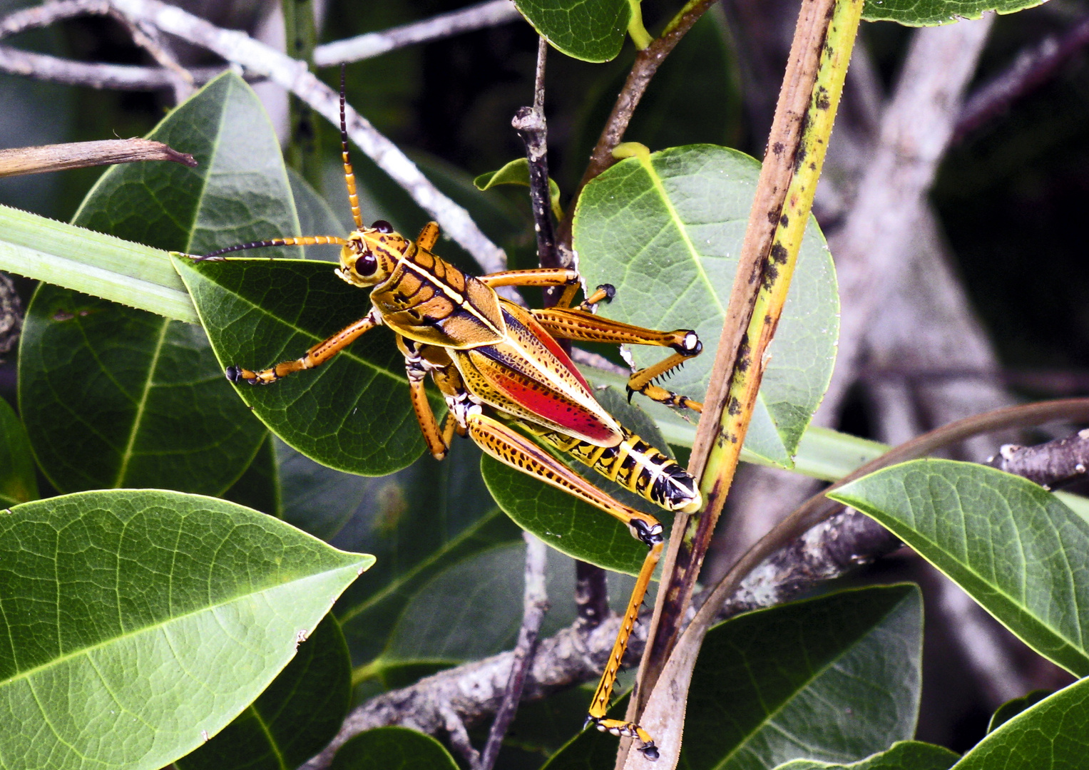 DIE LÜMMELHEUSCHRECKE - Romalea microptera…..