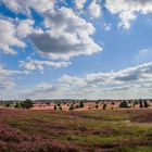 Die Lüneburger Heide