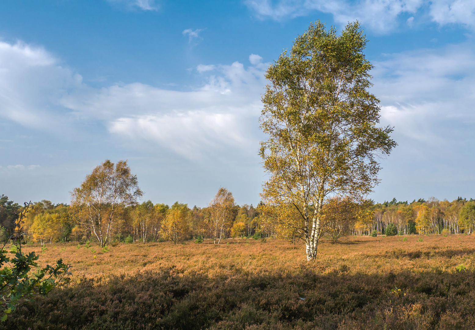 Die Lüneburger Heide bei Schneverdingen