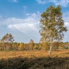 Die Lüneburger Heide bei Schneverdingen