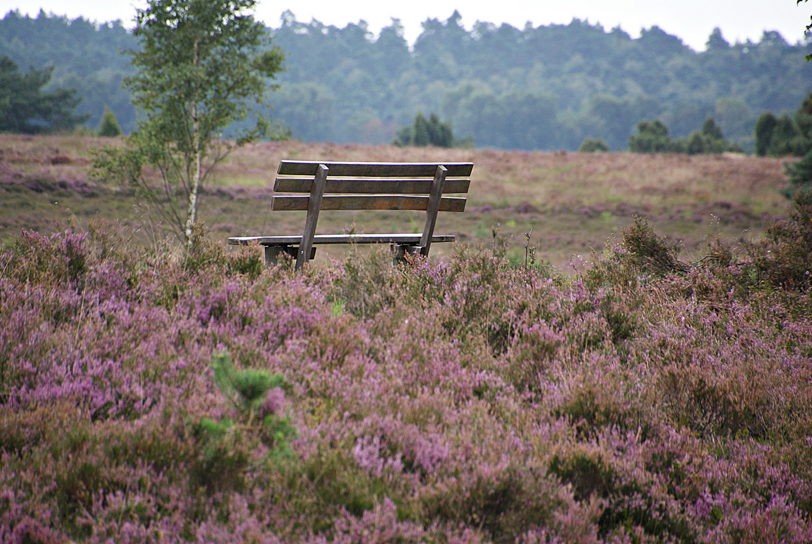 Die Lüneburger Heide bei Undeloh