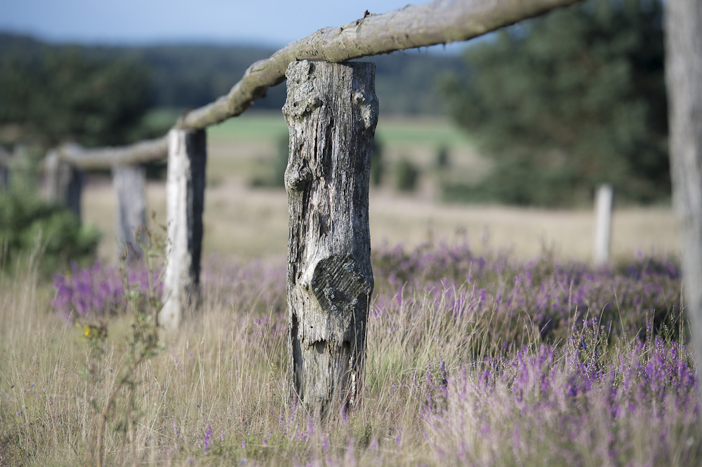 Die Lüneburger Heide blüht im August 2012 - Osterheide