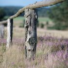 Die Lüneburger Heide blüht im August 2012 - Osterheide