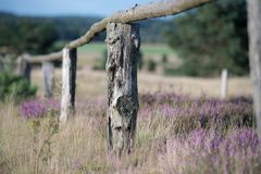 Die Lüneburger Heide blüht im August 2012 - Osterheide