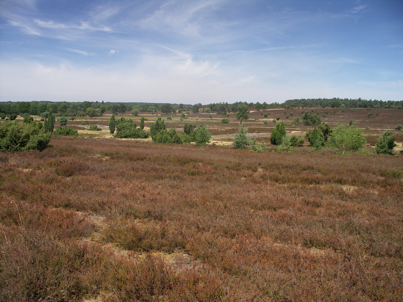 Die Lüneburger Heide