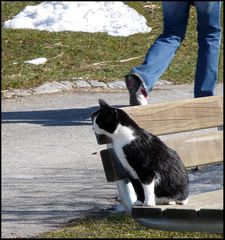 die Lützelseekatze