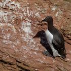 Die Lummen auf Helgoland....