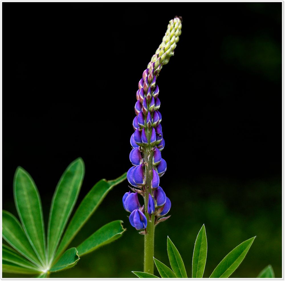 Die Lupine