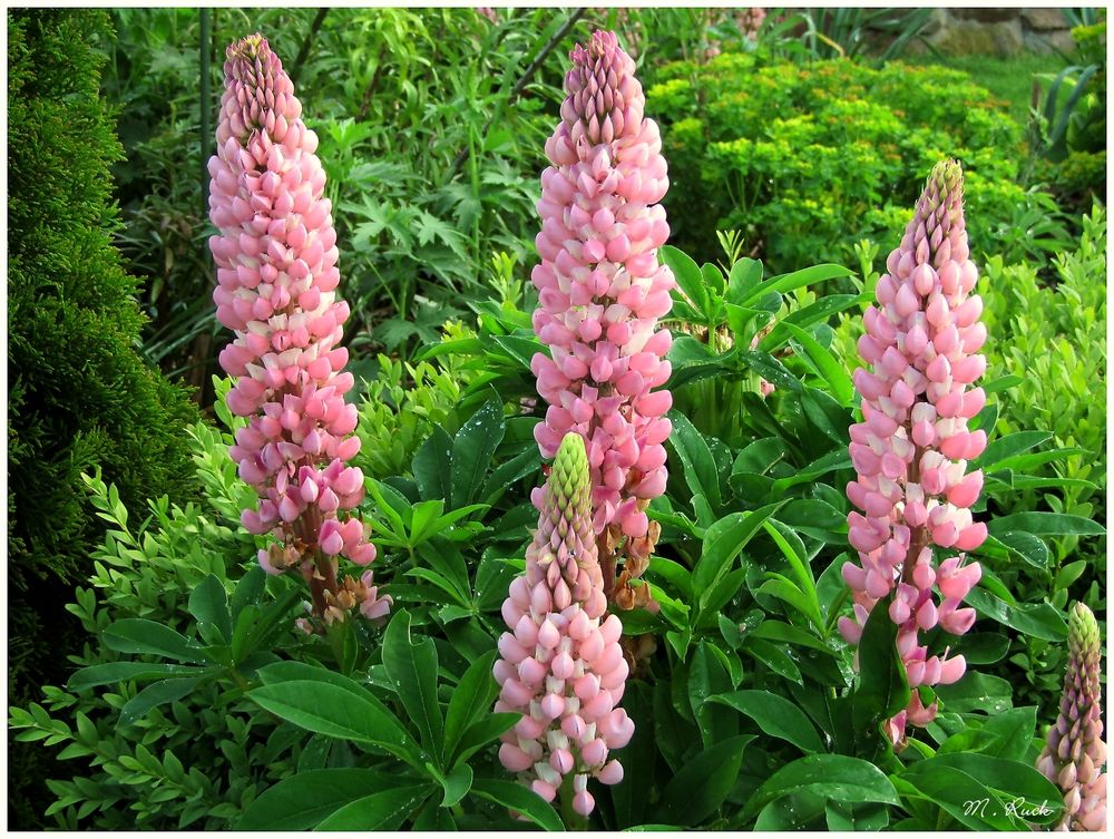 die Lupinen sind erblüht ! Foto & Bild pflanzen, pilze & flechten