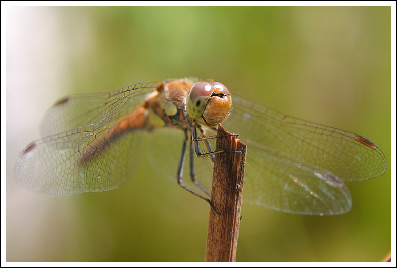 Die Lustige Libelle