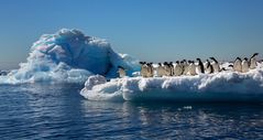 Die lustigen Adeliepinguine...