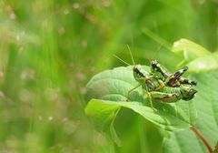 Die lustigen Alpinen