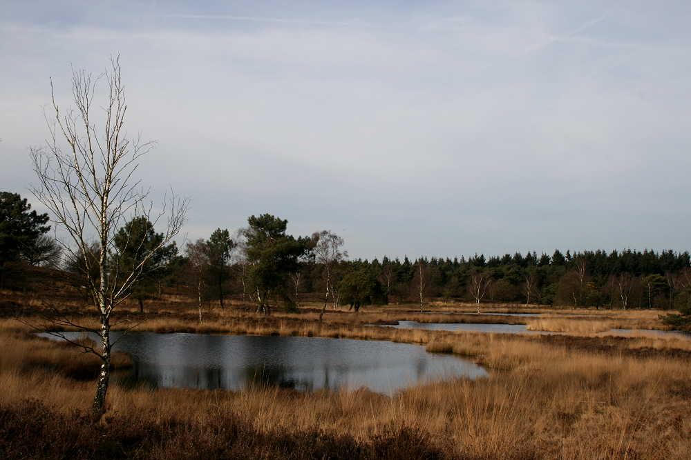 Die Maasduinen