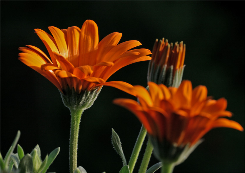 Die Macht der Blüten