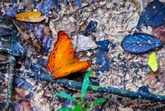 die macht der farben, bantea srey, cambodia 2010