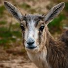 "Die macht mir Schöne Augen"