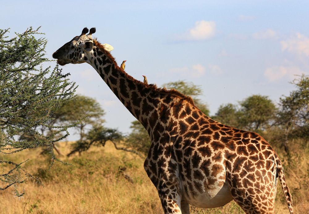 Die Madenhacker der Massai-Giraffe