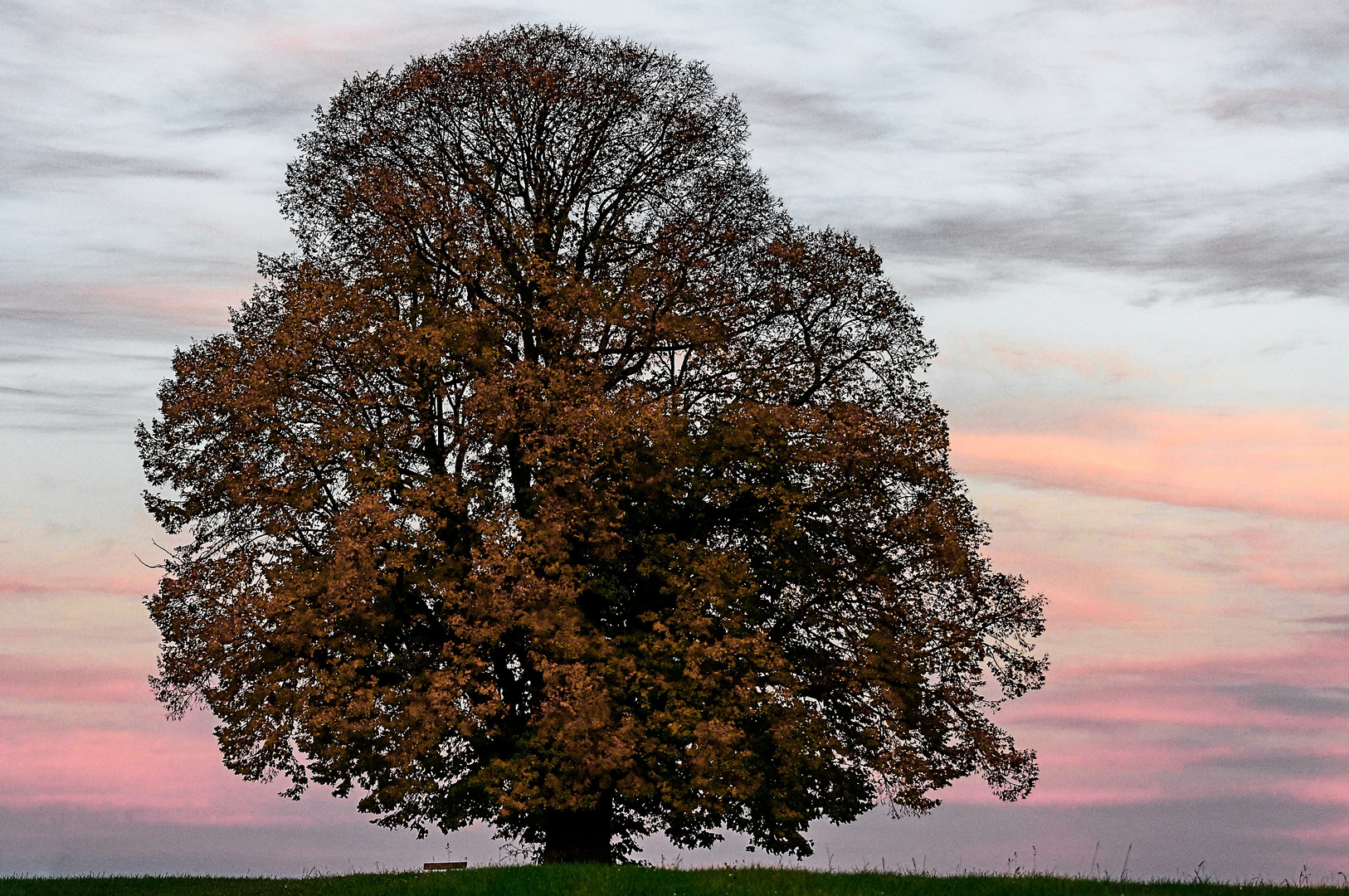 Die mächtige Gschirnlinde im Herbstkleid