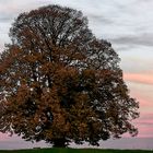 Die mächtige Gschirnlinde im Herbstkleid