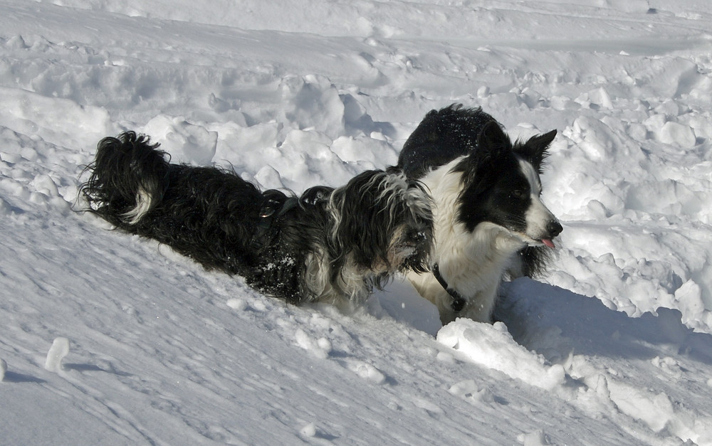 Die Mädels im Schnee