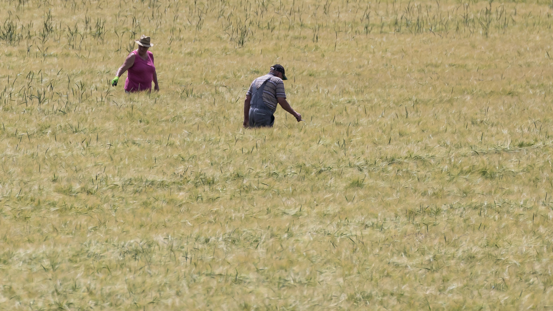 Die Mäharbeiten haben begonnen - im großen Feld-Versuch