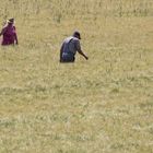 Die Mäharbeiten haben begonnen - im großen Feld-Versuch