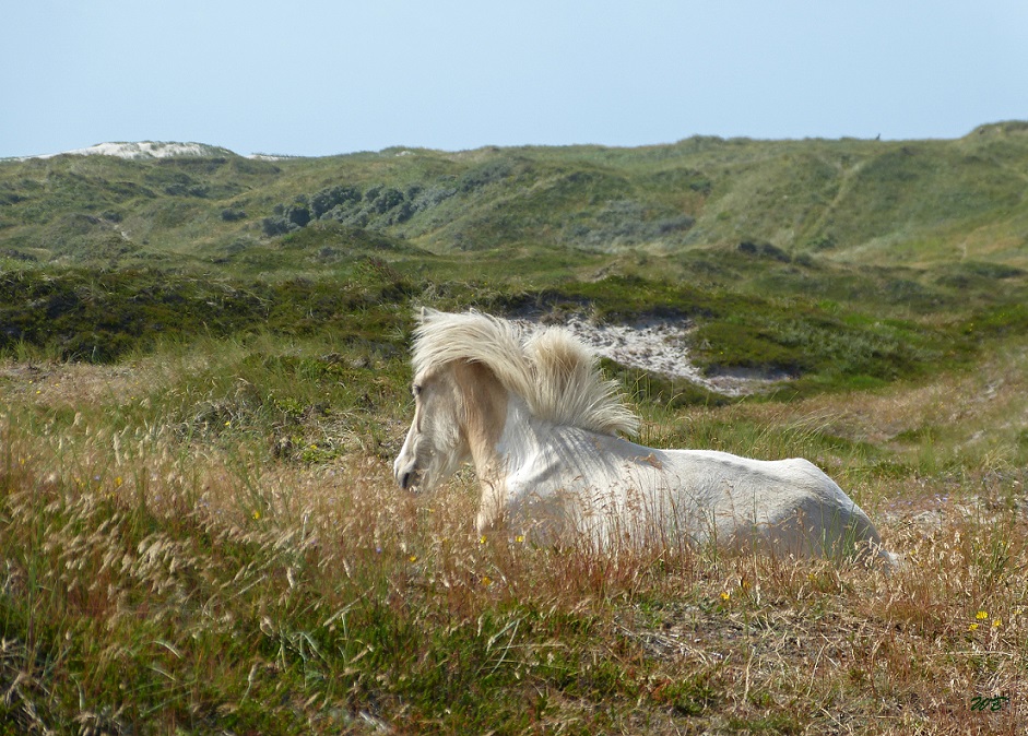 ... die Mähne im Wind