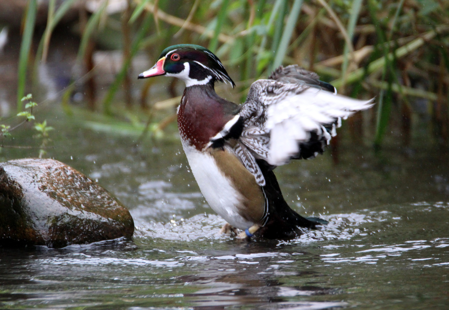 Die Männchen Foto & Bild tiere, vögel, enten Bilder auf