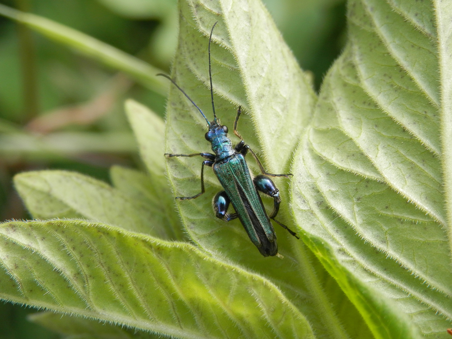 Die Männchen der grünen Scheinbockkäfer (Oedemera nobilis)