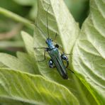 Die Männchen der grünen Scheinbockkäfer (Oedemera nobilis)