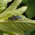 Die Männchen der grünen Scheinbockkäfer (Oedemera nobilis)