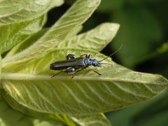 Die Männchen der grünen Scheinbockkäfer (Oedemera nobilis)