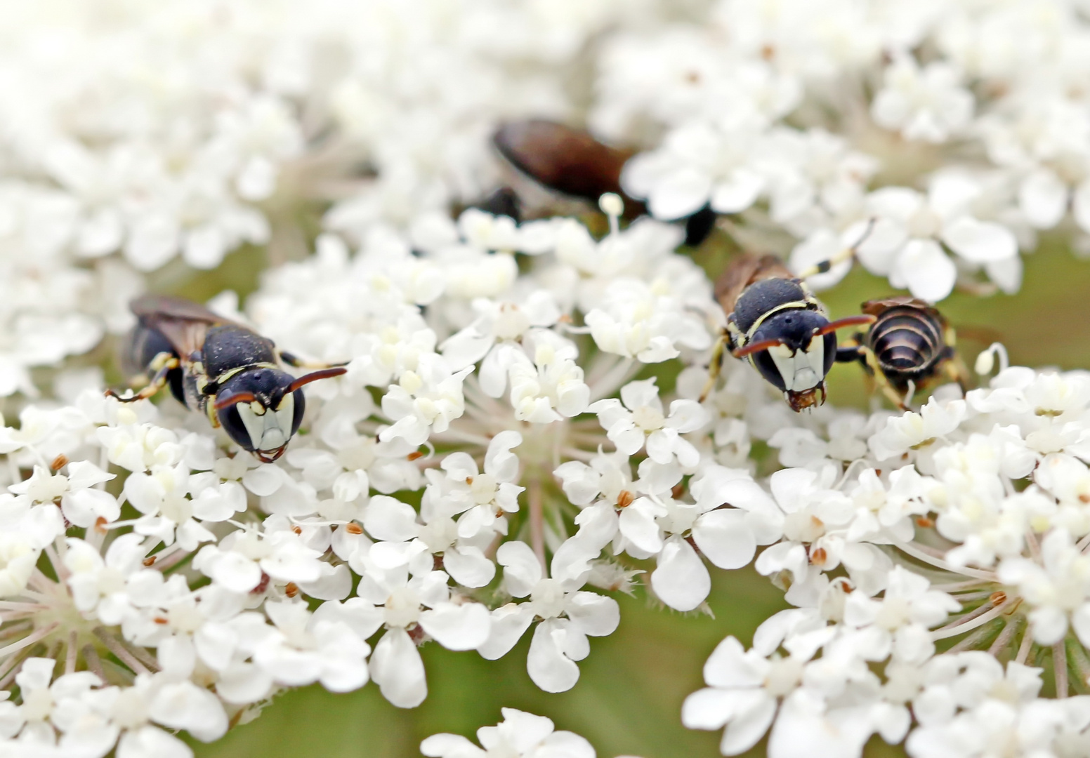 die Männchen der Maskenbiene