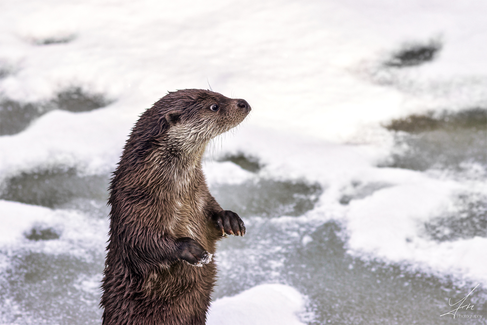 Die männchen machende Otterfrau