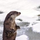 Die männchen machende Otterfrau