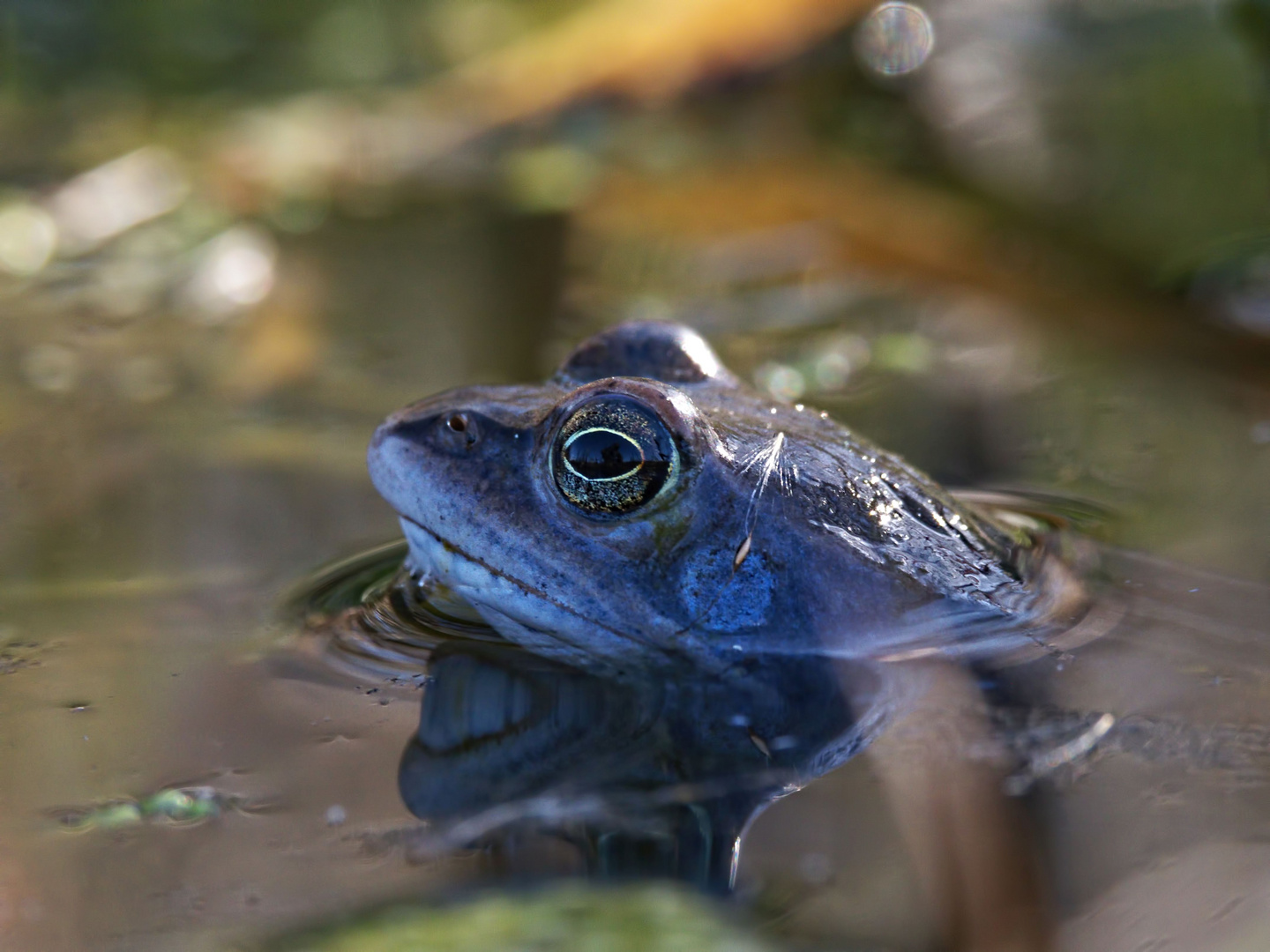 die Männchen sind wieder mal blau