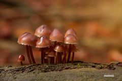 Die Männlein stehn im Walde