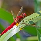 Die männliche Feuerlibelle (Crocothemis erythraea) . . .