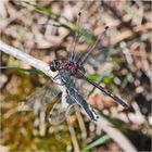 Die männliche Nordische Moosjungfer (Leucorrhinia rubicunda) . . .