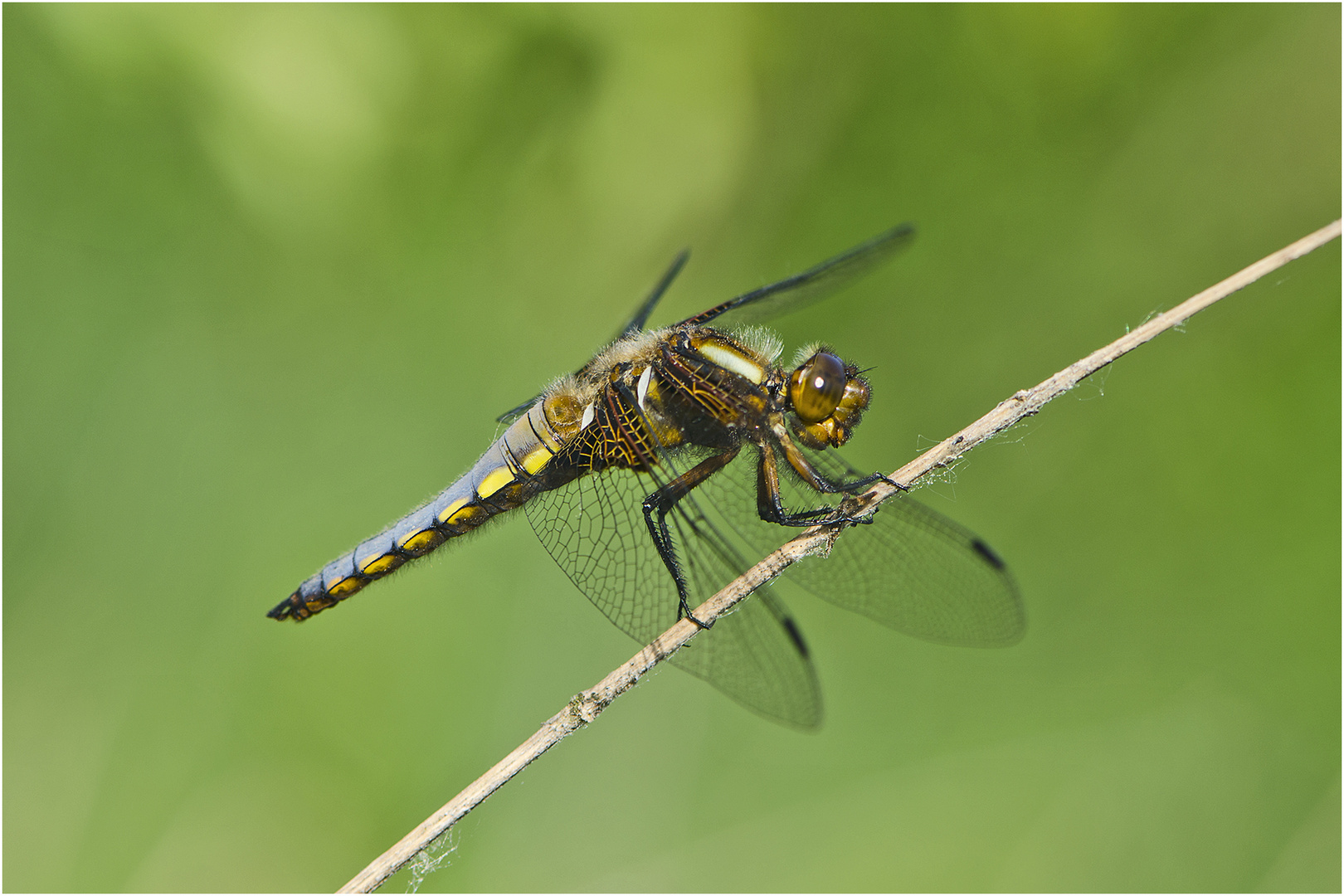 Die männliche Plattbauchlibelle (Libellula depressa) . . .