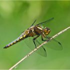 Die männliche Plattbauchlibelle (Libellula depressa) . . .