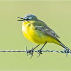  Die männliche Schafstelze (Motacilla flava) . . .