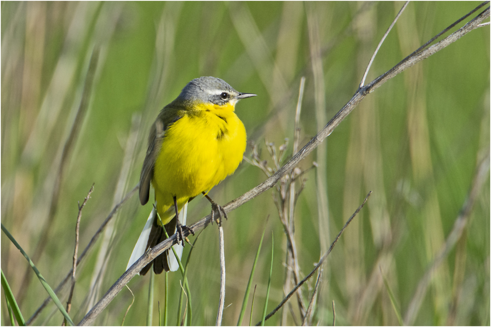 Die männliche Schafstelze (Motacilla flava) . . . 